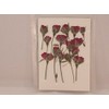 Fukusan Pressed Flower Pack, Wild Rose, Red (Diagonally Pushed), FUK-1022