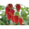 ekottokosume Organic Balm Strawberry, Fukuoka Prefecture