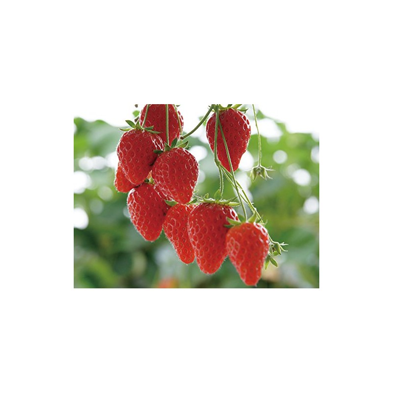 ekottokosume Organic Balm Strawberry, Fukuoka Prefecture
