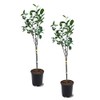 Anna Apple Tree, Low Chill, Deciduous, Fruit Bearing, Medium to