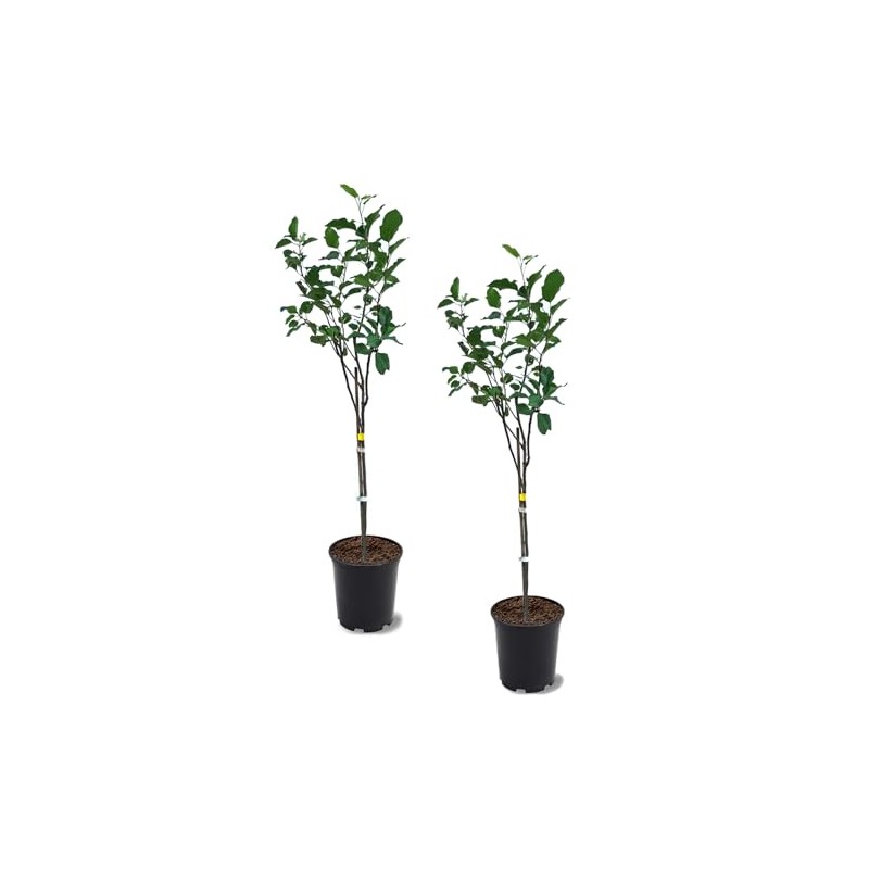 Anna Apple Tree, Low Chill, Deciduous, Fruit Bearing, Medium to