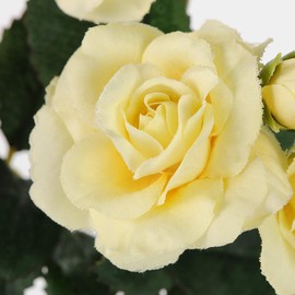 Tokyodo FM000160-104 Artificial Lemon, Flower Diameter: Approx. 1.4 - 1.8 inches (3.5 - 4.5 x 38 cm), MAGIQ Brand Palette Rose