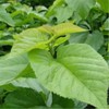 50g Mulberry Leaf Tea Natural Dried Loose Leaves Health Care