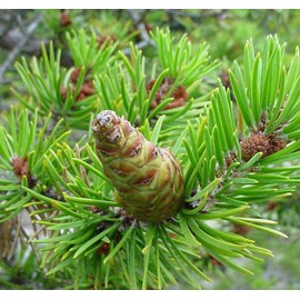 Pinus banksiana (Jack Pine) Tree Seed, Slightly Yellowish-Green Needles, Small Conic-Ovoid Brown Cones, You Choose The Quantity (5 Packs)