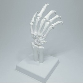 OWLIAN Hand Joint Model, Finger and Wrist Mobility Freely, Supervised by X-Ray Technicians, Life-Size, Hand Skeleton, Hand Joints, Wrist, Right Hand, Movable Type, Japanese Brand, Teaching Materials