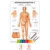 Sport-Tec Body Acupuncture II Mini Poster Anatomy 34 x 24