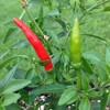 Wayland Chiles Thai Red Seeds