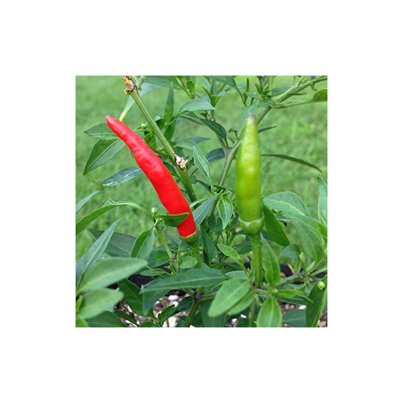 Wayland Chiles Thai Red Seeds