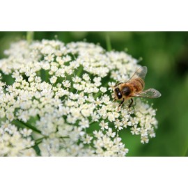Earthcare Seeds Yarrow White 10,000 Seeds (Achillea millefolium) - Heirloom - Open Pollinated - Native Flower Seeds for Planting - Attracts Pollinators - Drought Tolerant
