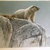 Limited Edition Print Hoary Marmot-ROBERT BATEMAN