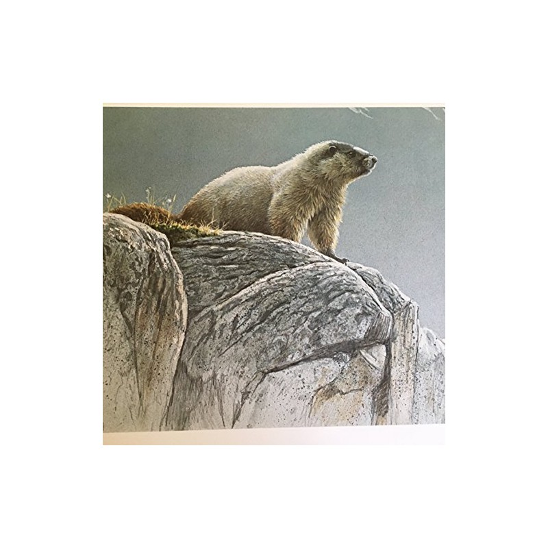 Limited Edition Print Hoary Marmot-ROBERT BATEMAN
