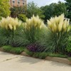 Pampas Grass Blue Bayou | 3 Live Plants | Cortaderia