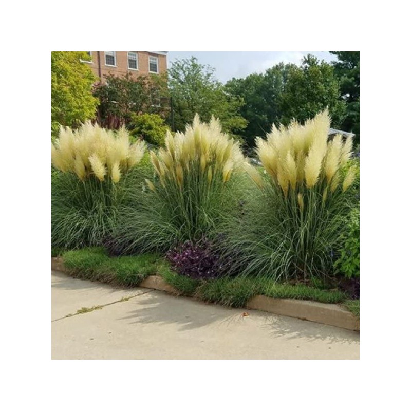 Pampas Grass Blue Bayou | 3 Live Plants | Cortaderia