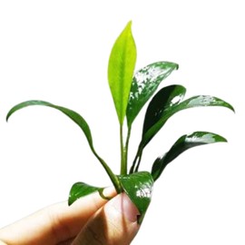 Anubias Congensis Bareroot Tropical Live Aquarium Plant Freshwater Aquatic Pond Water Decorations 3 Days Live Guaranteed by Mainam