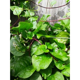 Unbranded 70+ Organic Red  Stem Malabar Spinach Alugbati Mong Toi Poi Sang Ceylon seedsS