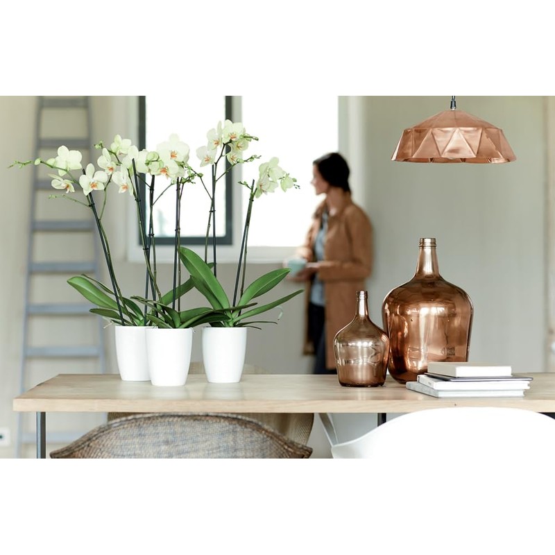 elho Brussels Diamond Orchid High 12.5 - Flower Pot for