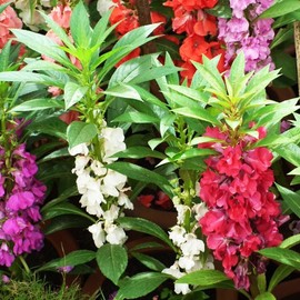 KIRA SEEDS - Seeds Garden Balsam Mix - Impatiens balsamina - Annual Flowers for Planting - GMO Free