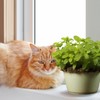 2000 Catnip Seeds for Planting -Non-GMO Heirloom Catnip Seeds in