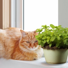2000 Catnip Seeds for Planting -Non-GMO Heirloom Catnip Seeds in Individual Seed Packet- Indoor or Outdoor Growing- Growing Fresh Catnip for Health