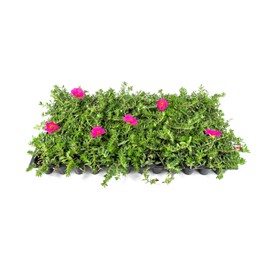 Purslane Hot Pink Plants | 3 Live Seedlings | Portulaca grandiflora | Bright Pink Succulent Flowers | Spreading Ground Cover for Sunny Spaces