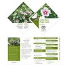 Proven Winners 2 Gal. Paraplu Pink Ink Rose of Sharon