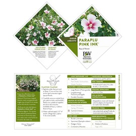 Proven Winners 2 Gal. Paraplu Pink Ink Rose of Sharon (Hibiscus) Shrub