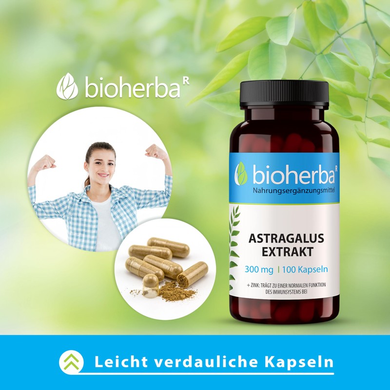 Astragalus Capsules - Pack of 200 High Dose with 300