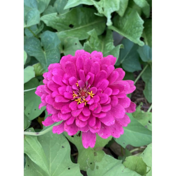 Go Bag Garden 50 Fresh Purple Prince Zinnia Seeds -