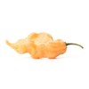 Jay's Peach Ghost Scorpion JPGS Pepper Premium Seeds for Planting