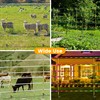 Toriexon Fiberglass Fence Posts 50" - 10 PCS, Electric Fence