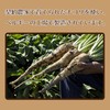 JAY&CO. 97.5% Pure Fructooligosaccharide (100% Chicory grown in contract farmers