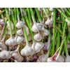 fetechondra Garlic Vegetable seeds 100pcs white