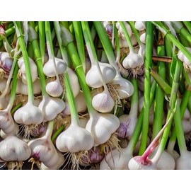 fetechondra Garlic Vegetable seeds 100pcs white