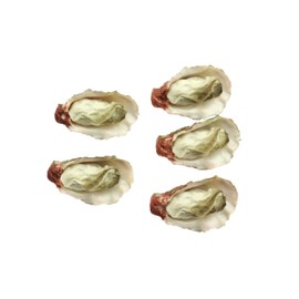 Speed Mao Oyster Food Model Food Sample Set of 5