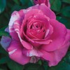 Heirloom Roses Grandiflora Rose Plant - Parade Day™ Fragrant Roses