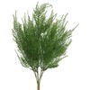 Vickerman 19.5" Artificial Green Asparagus Bush - Faux Indoor Plant