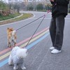 犬 リード 2匹用 お散歩 小型犬 中型犬 多機能 肩掛け式 腰に掛け式 手持ち式