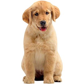 Golden Puppy Greeting Card