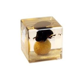 Real Dung Beetle Cube Desk Decoration