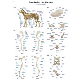 'The Dog's Skeleton (' Plaque, 70 x 100 cm