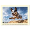 Australian Cattle Dogs. Real Cowboys and Heroes of the Farm