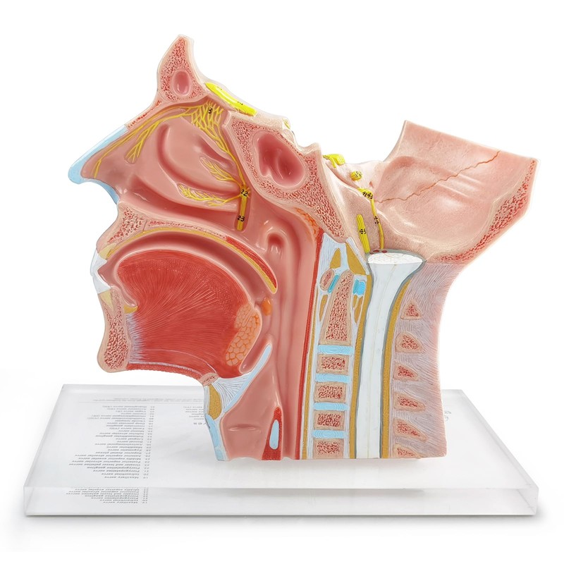 EVOTECH SCIENTIFIC Human Cranial and Autonomic Nerves Anatomical Model, Life