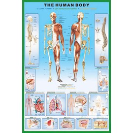 The Human Body - Anatomy Poster Print (Body Parts & Names) (Size 24" x 36") (Unframed)