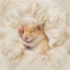 Maqihan Natural Kapok Hamster Bedding - Natural Kapok Pet Bedding