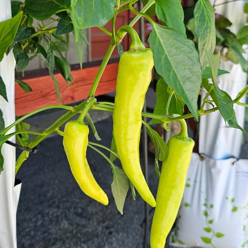 GrowMesh Stand & Hydroponic Garden 16 plant