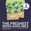 Catnip Seeds – Two Seed Packets! – Over 800 Open