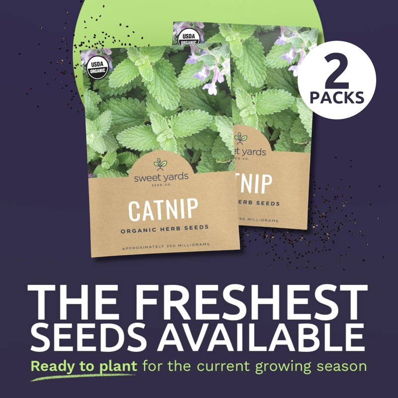 Catnip Seeds – Two Seed Packets! – Over 800 Open