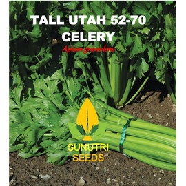 Celery Seeds, 200+ Tall Utah 52-70, Heirloom, Non GMO Seeds, Apium graveolens