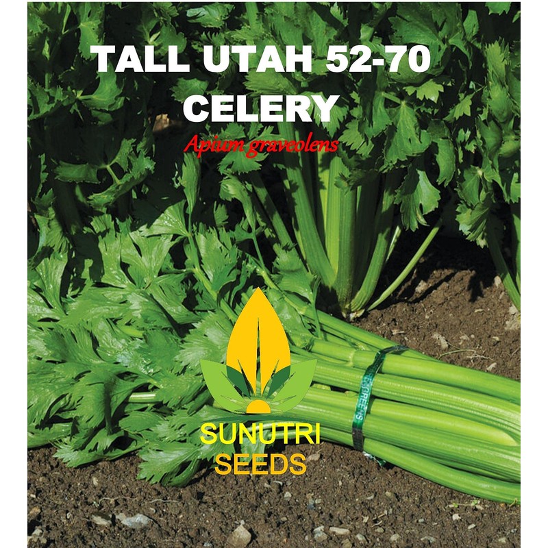 Celery Seeds, 200+ Tall Utah 52-70, Heirloom, Non GMO Seeds,