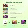 Outsidepride Lavender Osteospermum African Daisy Seeds - 20 Pcs. Perennial